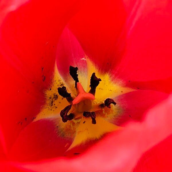 Tulipa agenensis Žiedas