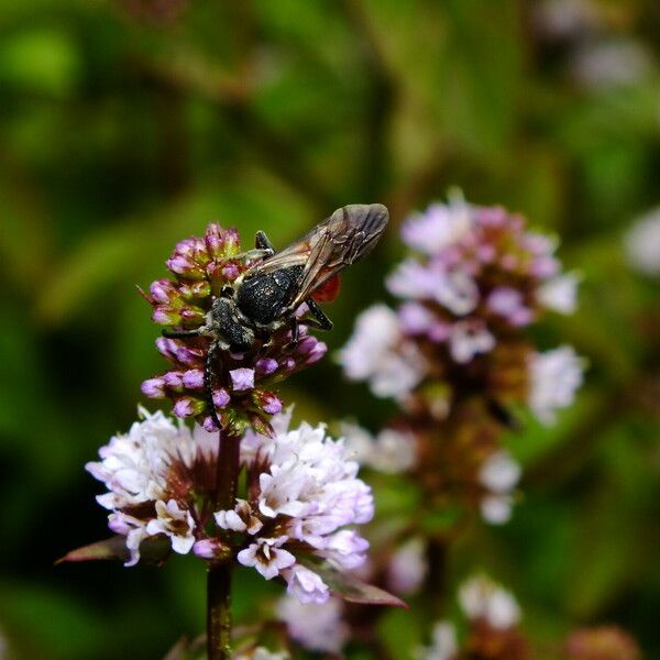 Mentha aquatica Цвят