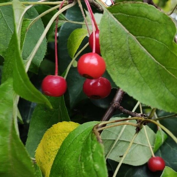 Malus hupehensis Плід