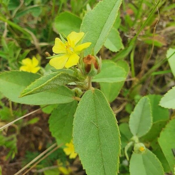 Melhania ovata Blad