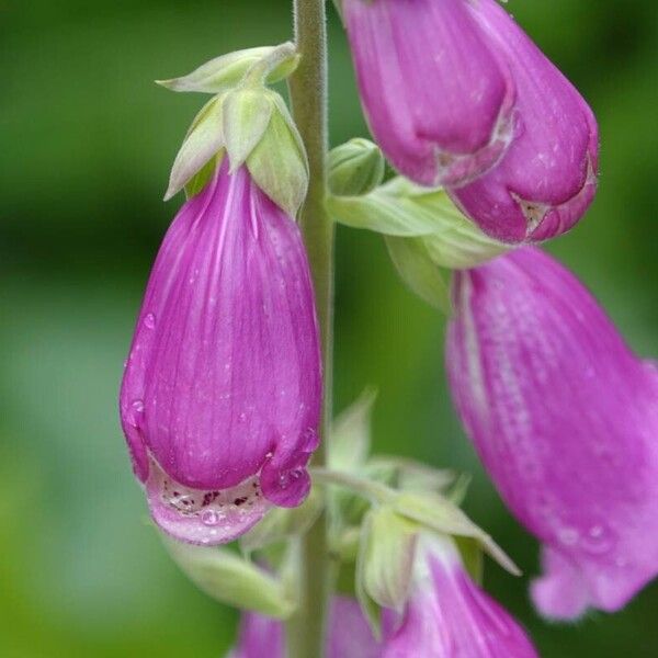 Digitalis purpurea Virág