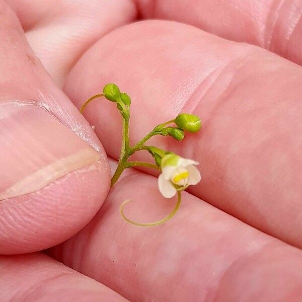 Cardiospermum halicacabum Flower