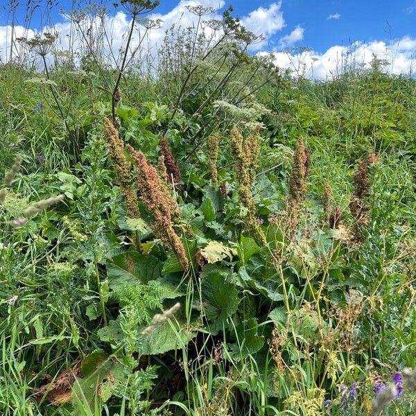 Rumex alpinus Habitus