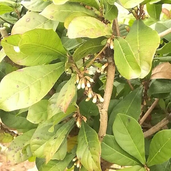 Synsepalum dulcificum Fleur