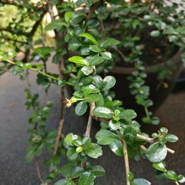 Ehretia microphylla Blad