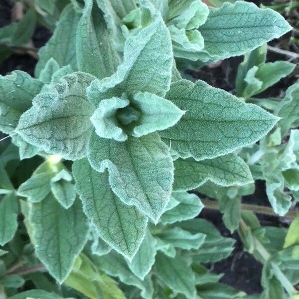 Cistus crispus Feuille