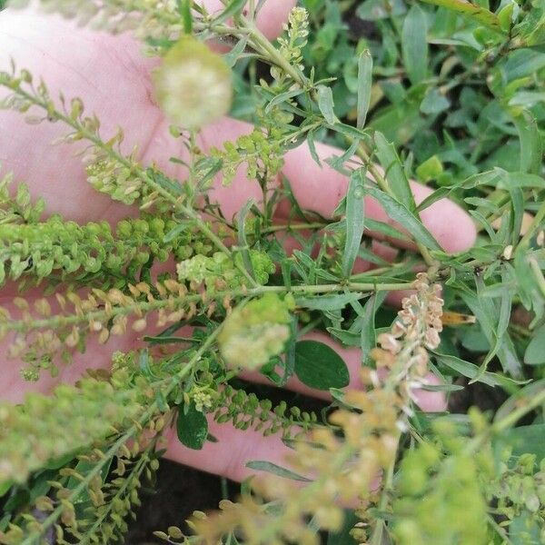 Lepidium virginicum 葉