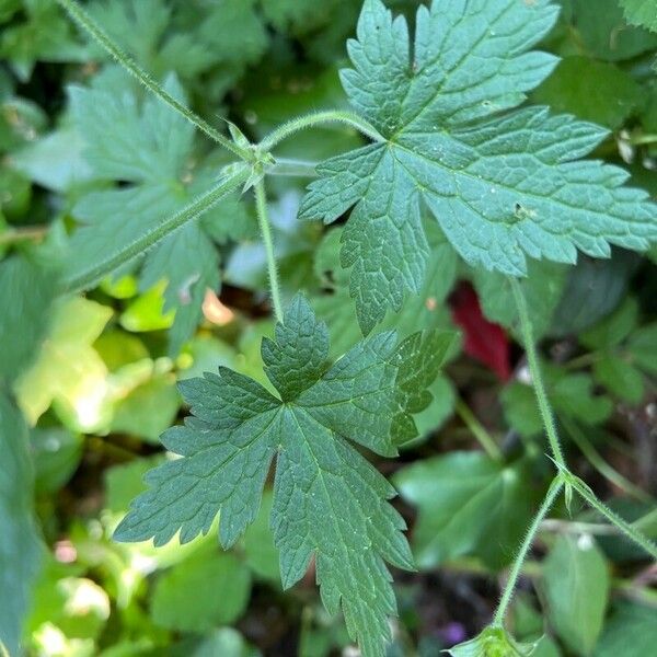 Geranium endressii Leaf