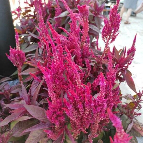 Amaranthus cruentus फूल