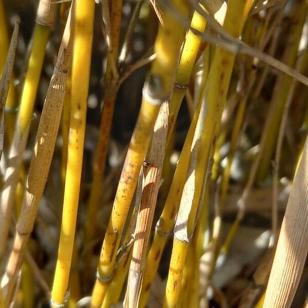 Phyllostachys aurea چھال