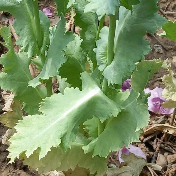 Papaver somniferum 叶