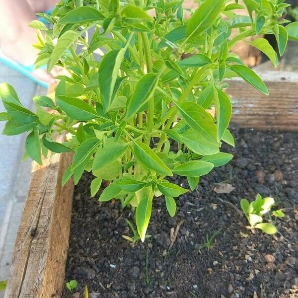 Ocimum americanum Foglia