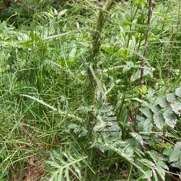 Cirsium palustre عادت