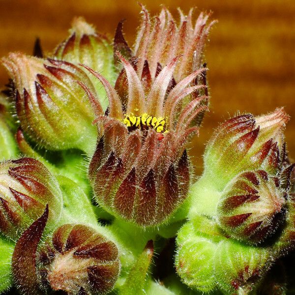 Sempervivum montanum Floare