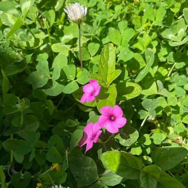 Oxalis debilis ফুল