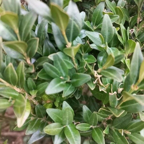 Buxus sempervirens Folha