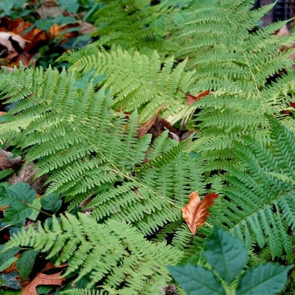 Athyrium filix-femina Blad