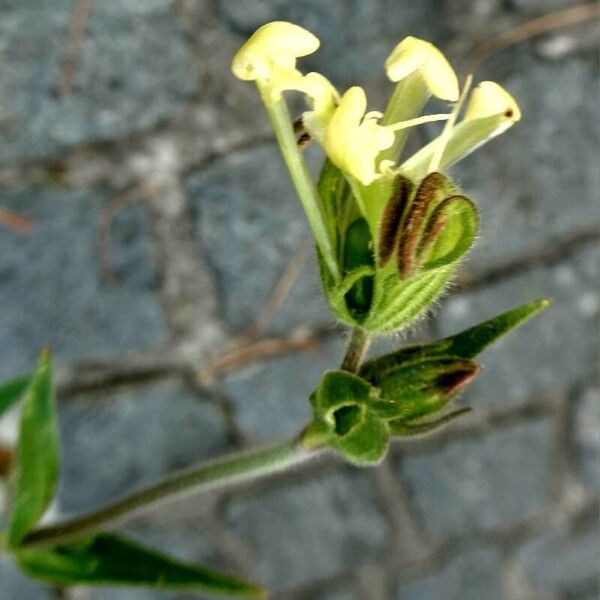 Silene noctiflora Kvet