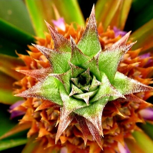 Ananas comosus Blüte