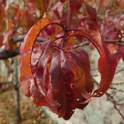 Prunus persica Leaf