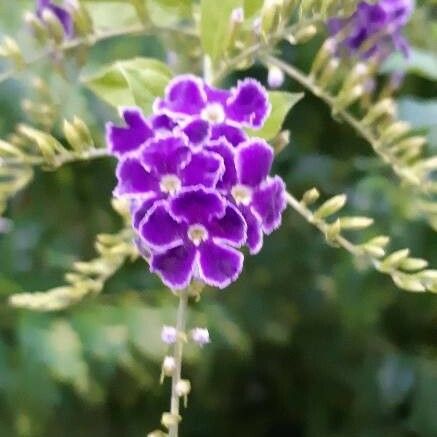 Duranta erecta Blomma