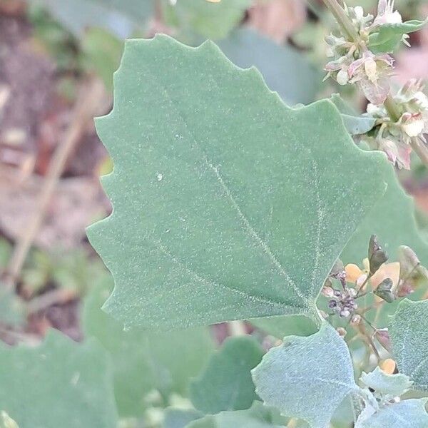 Chenopodium vulvaria ഇല