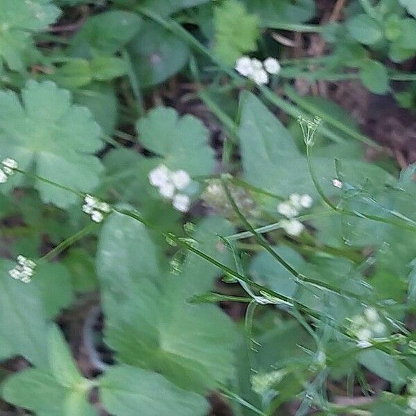 Sison amomum Flower