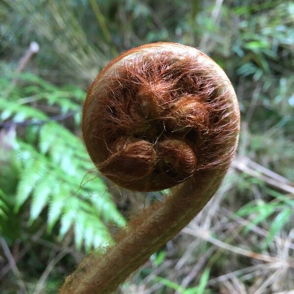 Lophosoria quadripinnata Fuelha