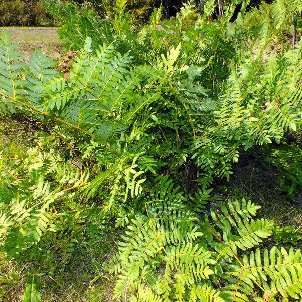 Osmunda regalis Costuma