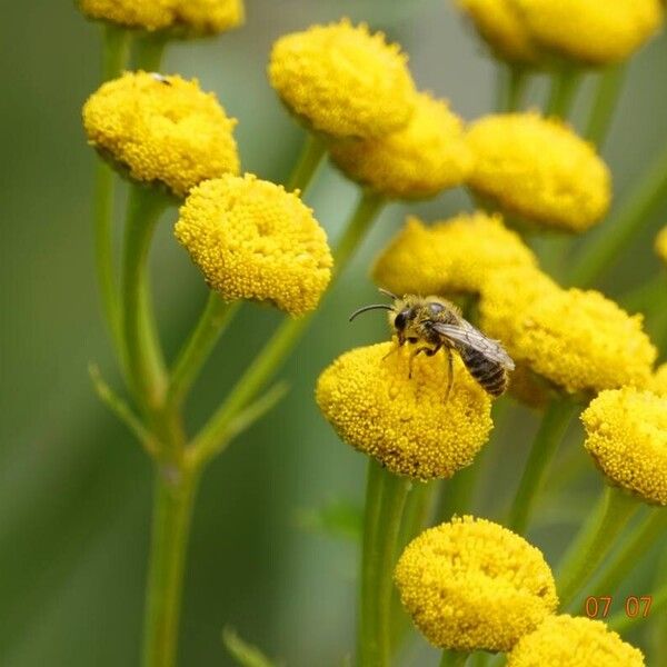 Tanacetum vulgare Altro