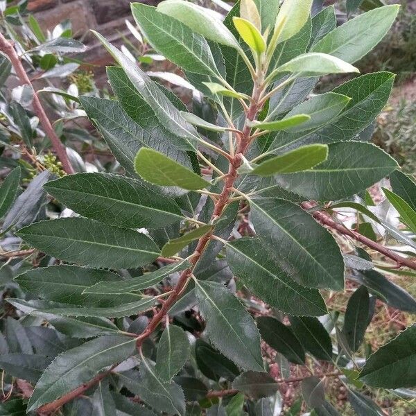 Photinia arbutifolia 叶