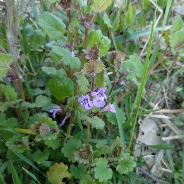 Glechoma hederacea Flower