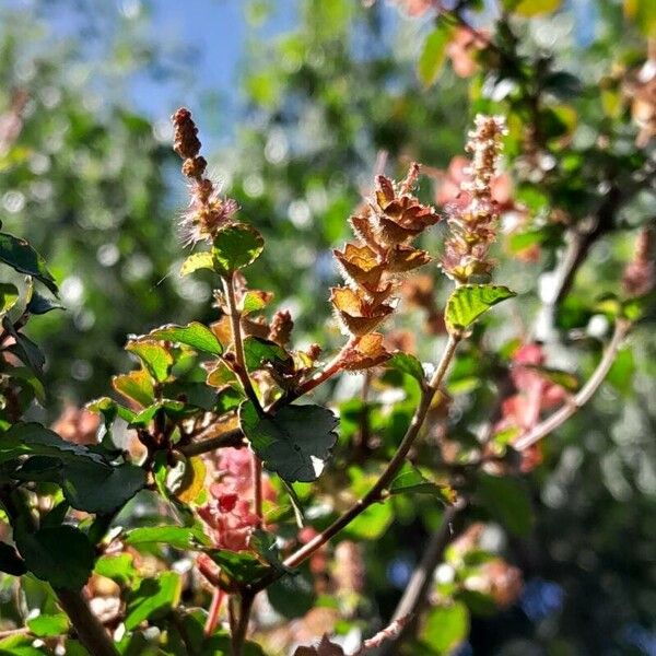 Acalypha multicaulis Květ