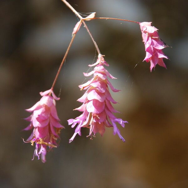 Origanum libanoticum Blomma