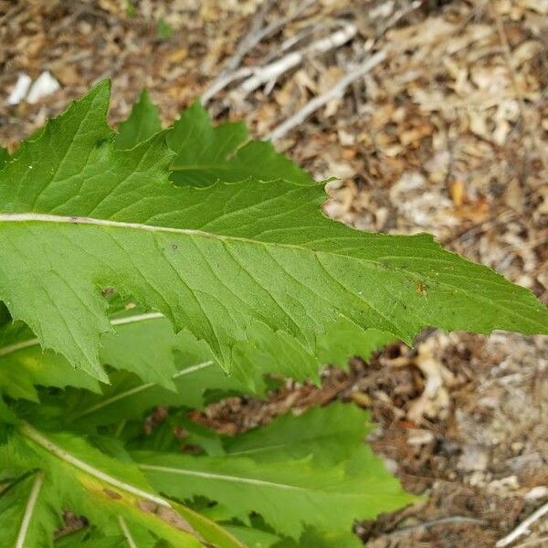 Erechtites hieraciifolius Leaf