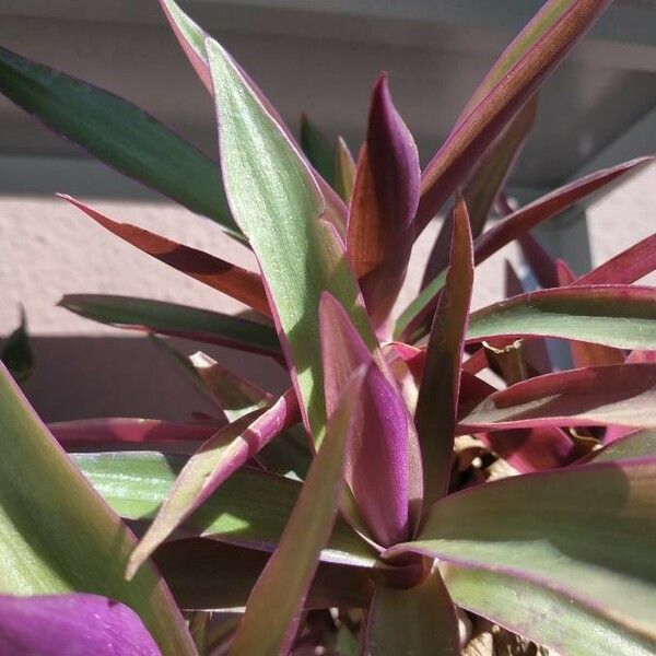 Tradescantia spathacea Blad