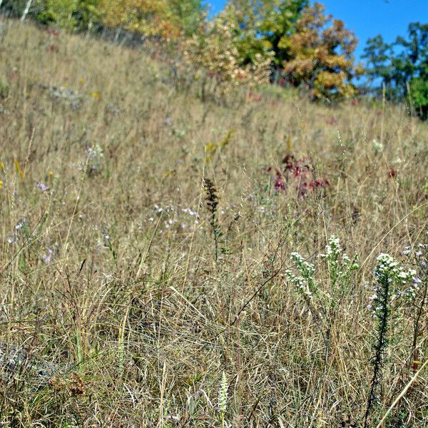 Spiranthes magnicamporum Характер