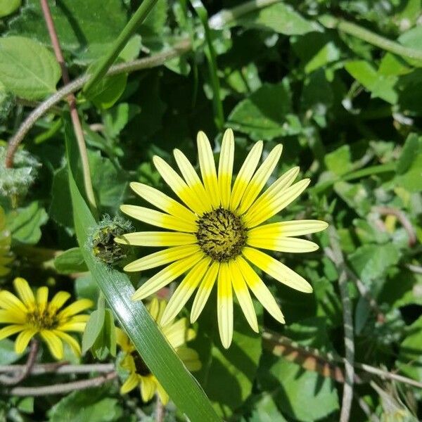 Arctotheca calendula Flower