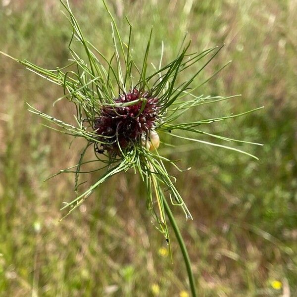 Allium vineale Çiçek