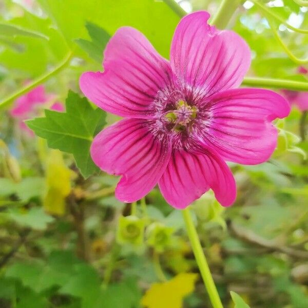 Malva assurgentiflora Flower