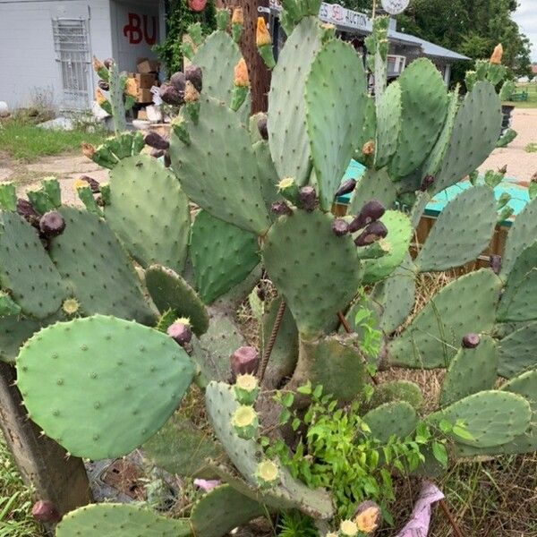 Opuntia aciculata Yaprak