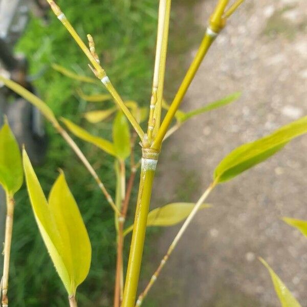 Phyllostachys aurea Écorce