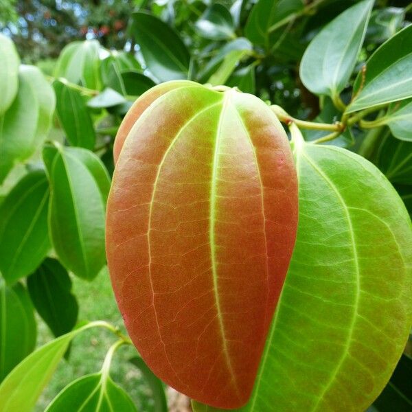 Cinnamomum verum Blad