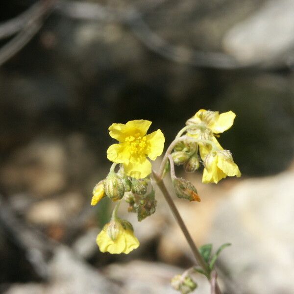 Helianthemum cinereum Blüte