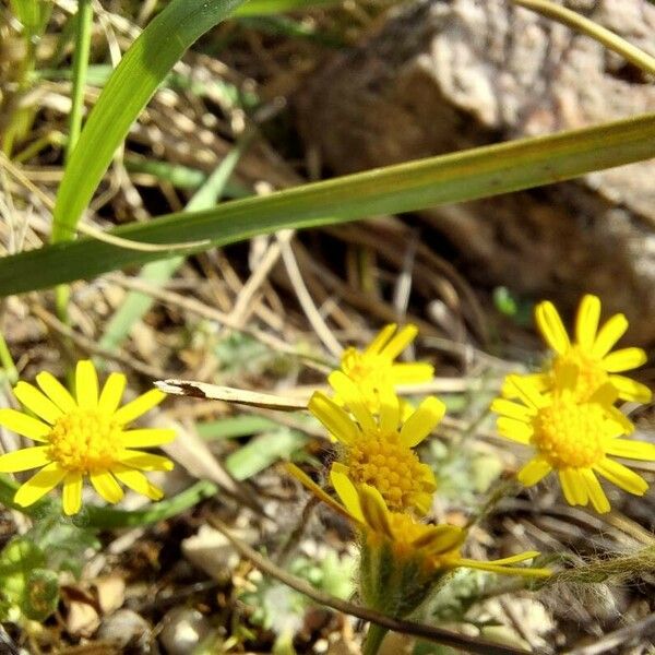 Jacobaea minuta Flower