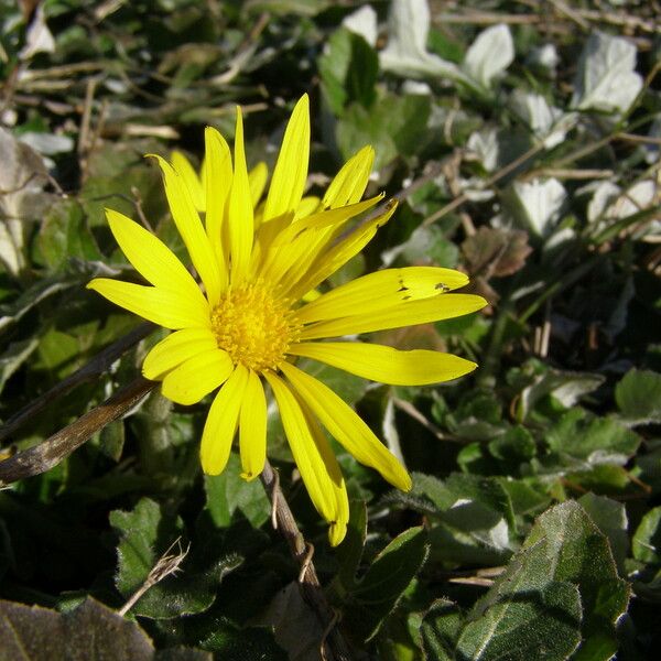 Arctotheca calendula Blomst