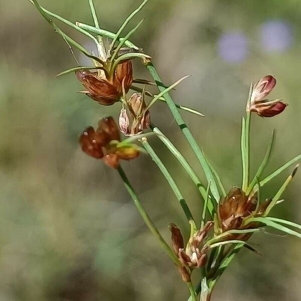 Juncus bulbosus Blomma