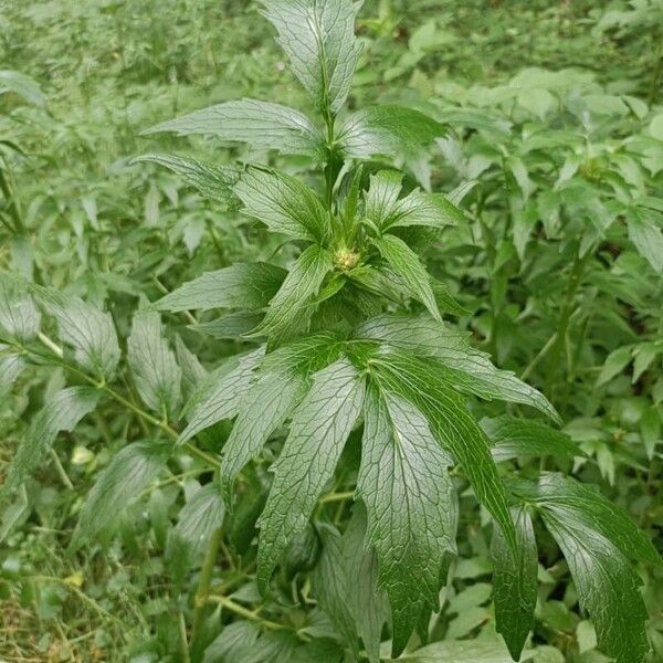 Valeriana officinalis Листок