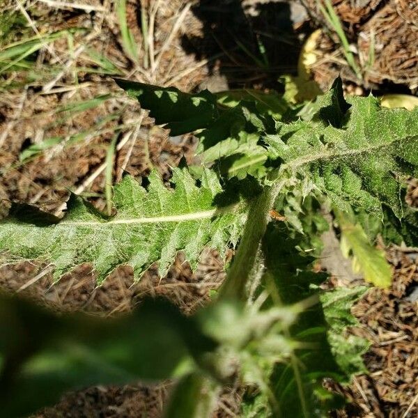 Cirsium edule Feuille