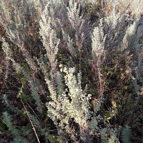 Artemisia pontica Цвят